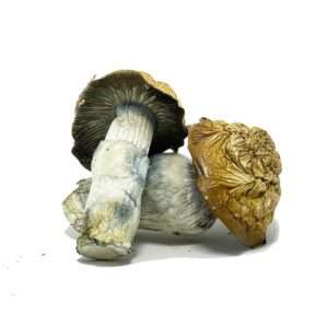 Buy magic mushrooms