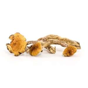 order shrooms online