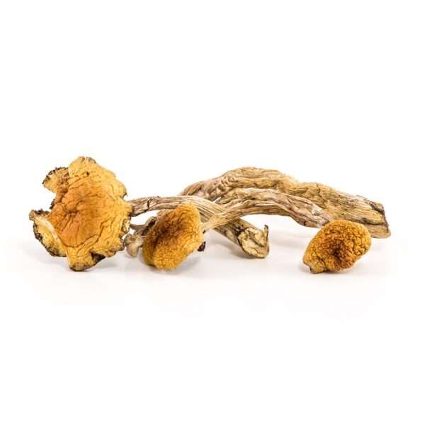 order shrooms online