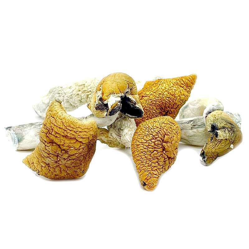 Buy Golden Teacher magic mushrooms online