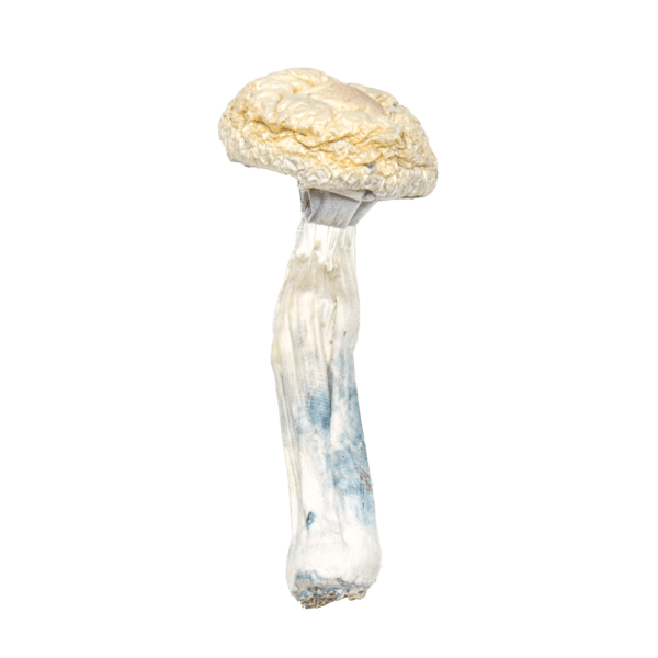 Buy magic mushrooms online