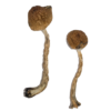 malabar mushroom