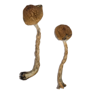 malabar mushroom