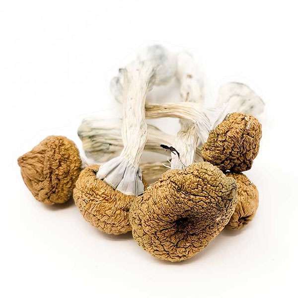 Buy the Best Magic Mushrooms For Sale Online in The USA