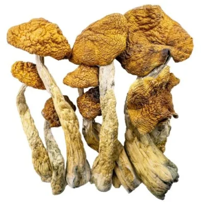 order shrooms online