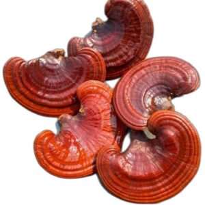 reishi mushrooms for sale​